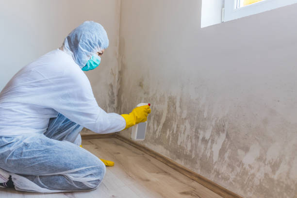 Licensed Mold Inspection And Testing service in Quincy, MA - Mold Remediation HQ
