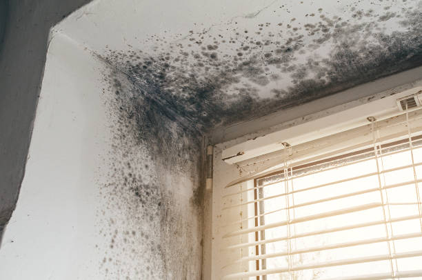 Affordable Mold Inspection And Testing solutions in Quincy, MA